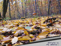 autumn